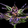 Семена  Purple OG feminised Ganja Seeds Семена  Purple OG feminised Ganja Seeds