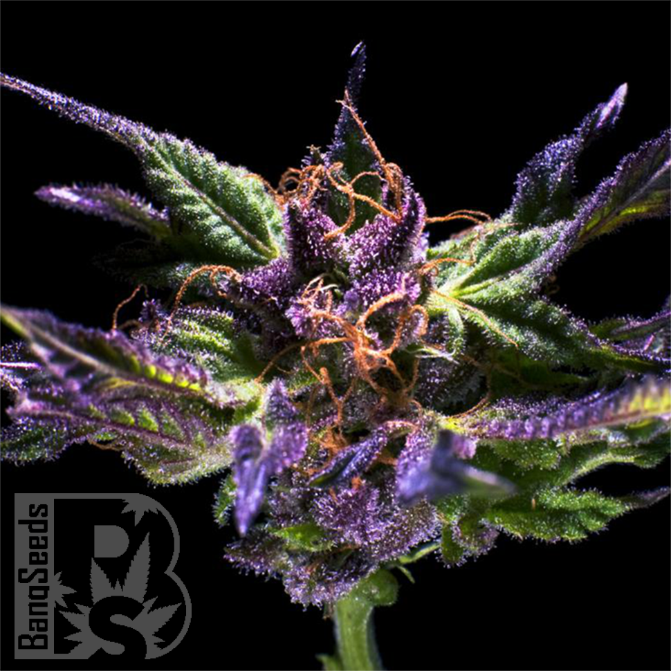 Семена  Purple OG feminised Ganja Seeds Семена  Purple OG feminised Ganja Seeds