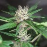 Семена  Purple OG feminised Ganja Seeds Семена  Purple OG feminised Ganja Seeds