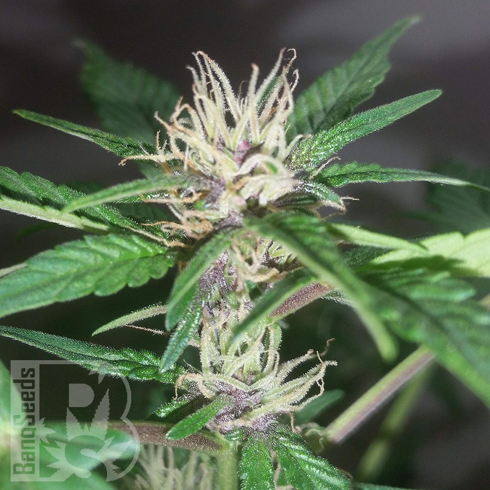 Семена  Purple OG feminised Ganja Seeds Семена  Purple OG feminised Ganja Seeds