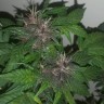 Семена  Purple OG feminised Ganja Seeds Семена  Purple OG feminised Ganja Seeds