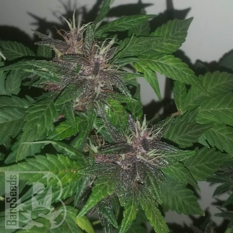 Семена  Purple OG feminised Ganja Seeds Семена  Purple OG feminised Ganja Seeds