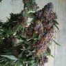 Семена  Purple OG feminised Ganja Seeds Семена  Purple OG feminised Ganja Seeds