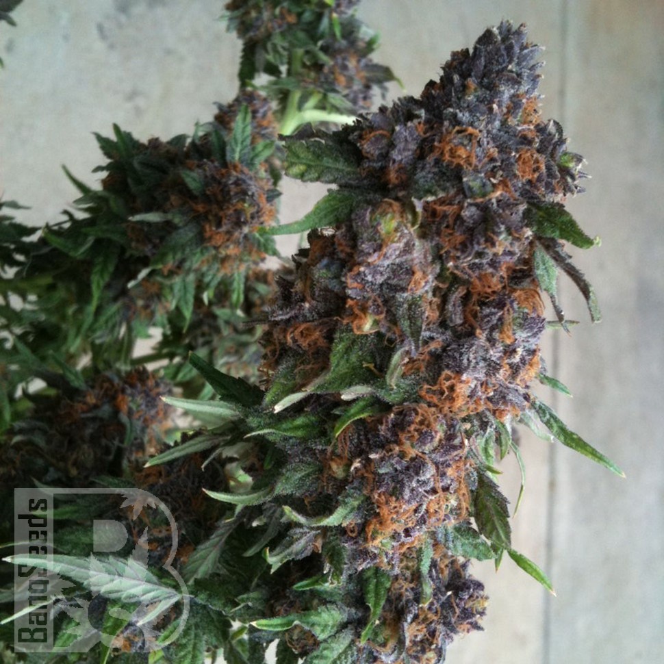 Семена  Purple OG feminised Ganja Seeds Семена  Purple OG feminised Ganja Seeds