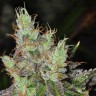 Семена  Purple OG feminised Ganja Seeds Семена  Purple OG feminised Ganja Seeds