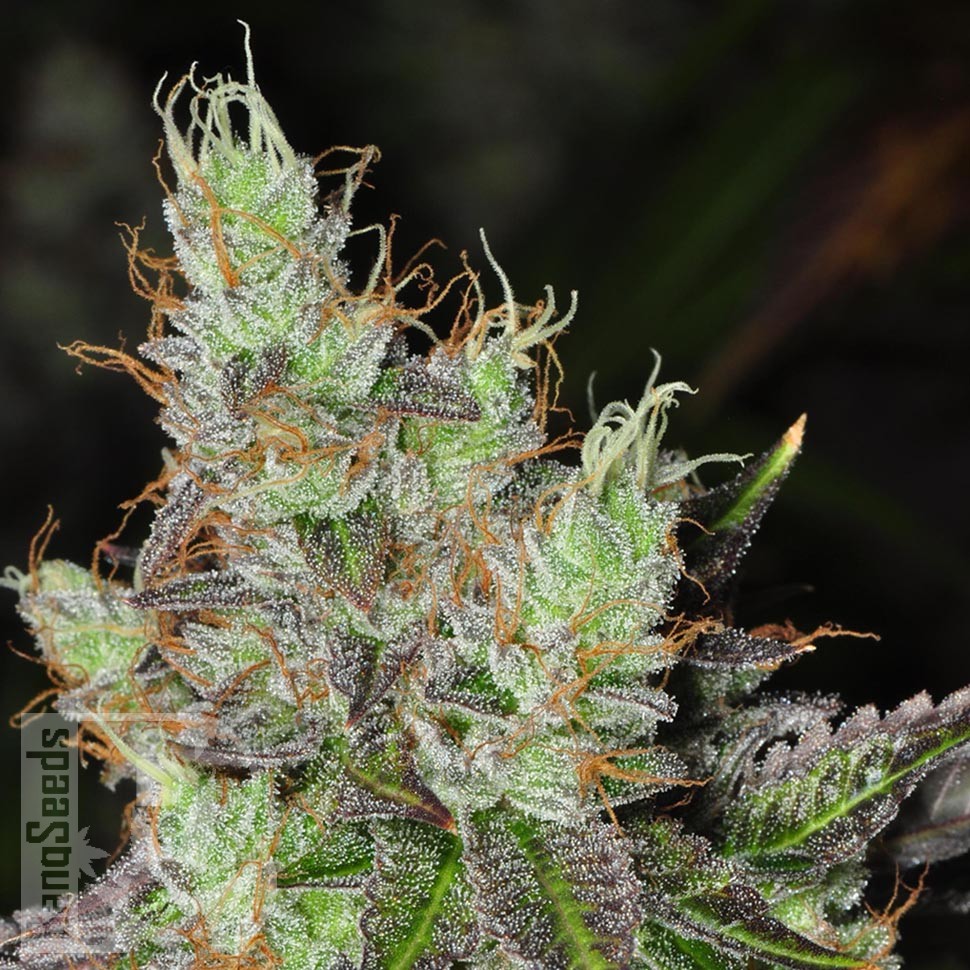 Семена  Purple OG feminised Ganja Seeds Семена  Purple OG feminised Ganja Seeds
