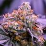 Семена  Purple OG feminised Ganja Seeds Семена  Purple OG feminised Ganja Seeds