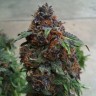 Семена  Purple OG feminised Ganja Seeds Семена  Purple OG feminised Ganja Seeds