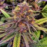 Семена  Purple OG feminised Ganja Seeds Семена  Purple OG feminised Ganja Seeds