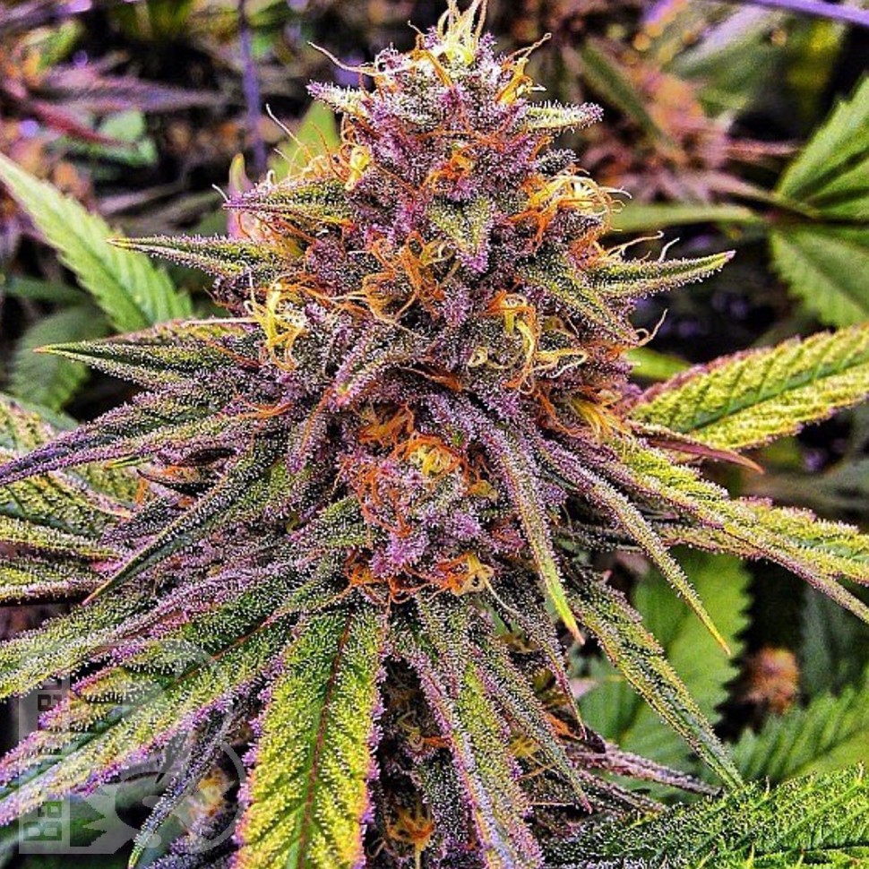 Семена  Purple OG feminised Ganja Seeds Семена  Purple OG feminised Ganja Seeds
