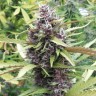 Семена  Purple OG feminised Ganja Seeds Семена  Purple OG feminised Ganja Seeds