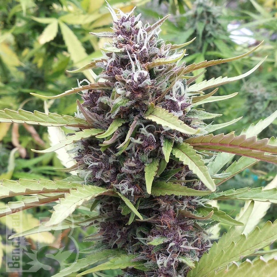 Семена  Purple OG feminised Ganja Seeds Семена  Purple OG feminised Ganja Seeds