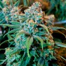 купить семена конопли в Украине Chronic feminised купить семена конопли в Украине Chronic feminised