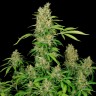 купить урожайные семена конопли Chronic feminised купить урожайные семена конопли Chronic feminised