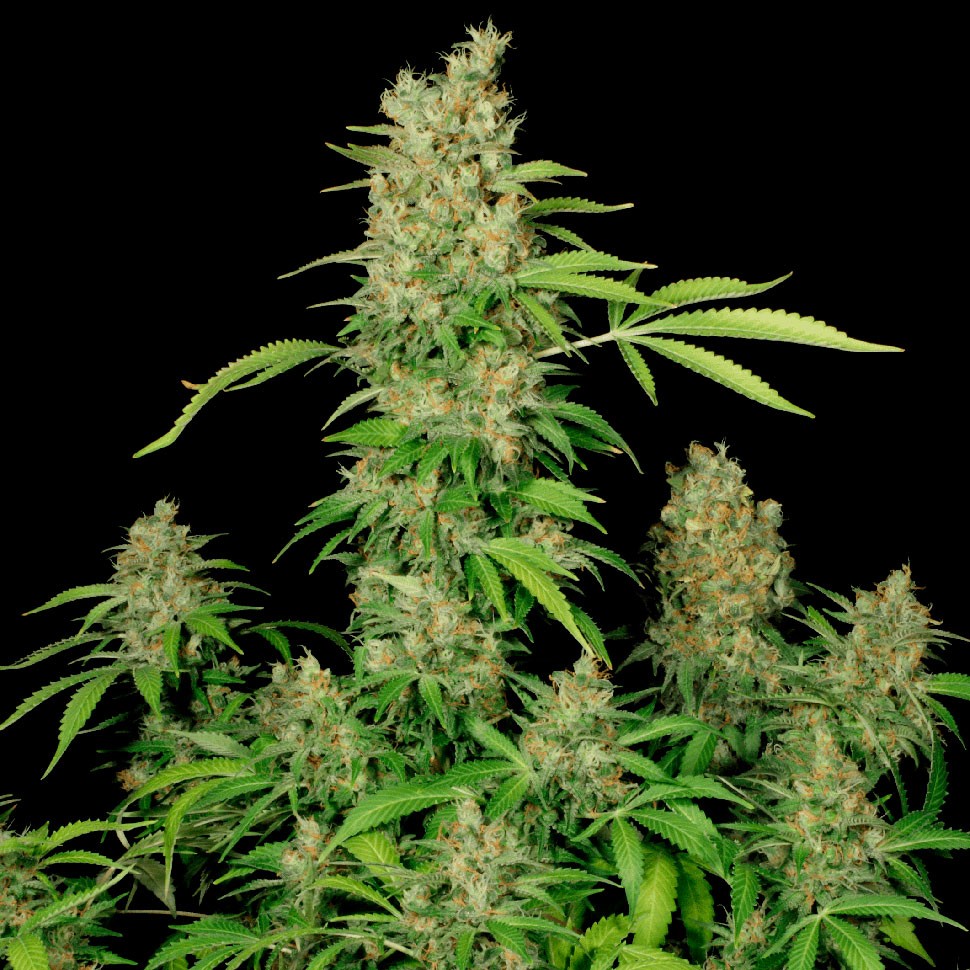 купить урожайные семена конопли Chronic feminised купить урожайные семена конопли Chronic feminised