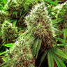 заказ семян конопли Chronic feminised заказ семян конопли Chronic feminised