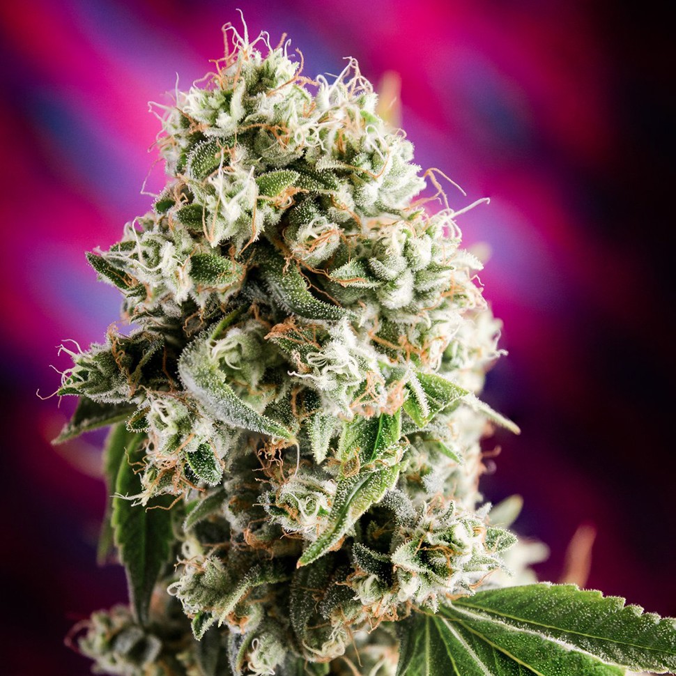Семена марихуаны  Auto Sweet Mango regular Ganja Seeds