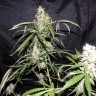 купить семена конопли Auto Sweet Mango regular недорого купить семена конопли Auto Sweet Mango regular недорого