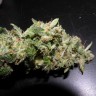 купить семена конопли в оригинальных упаковках Auto Sweet Mango regular купить семена конопли в оригинальных упаковках Auto Sweet Mango regular