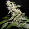заказать семена конопли наложенным платежом Auto Sweet Mango regular заказать семена конопли наложенным платежом Auto Sweet Mango regular