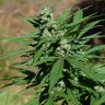 заказать качественные семена конопли Auto Sweet Mango regular заказать качественные семена конопли Auto Sweet Mango regular
