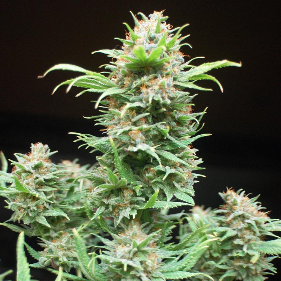 Семена марихуаны  Wembley feminised Ganja Seeds