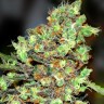 Семена марихуаны  Wembley feminised Ganja Seeds Семена марихуаны  Wembley feminised Ganja Seeds