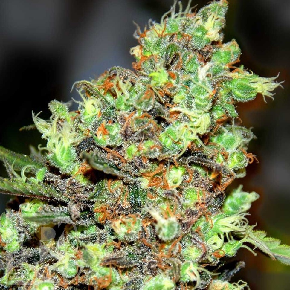 Семена марихуаны  Wembley feminised Ganja Seeds Семена марихуаны  Wembley feminised Ganja Seeds