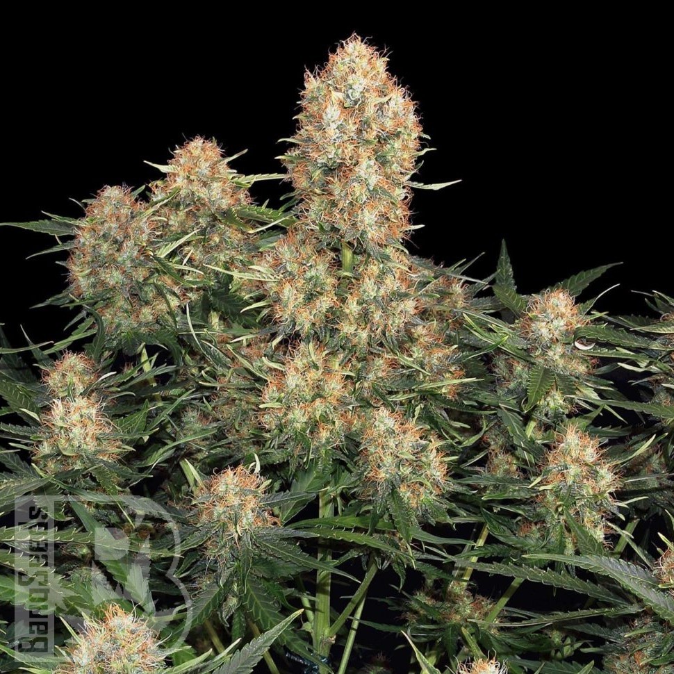 Семена марихуаны  Wembley feminised Ganja Seeds Семена марихуаны  Wembley feminised Ganja Seeds
