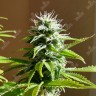 Семена марихуаны  Auto AK x Somango feminised Ganja Seeds Семена марихуаны  Auto AK x Somango feminised Ganja Seeds