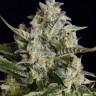 Семена каннабиса  Auto Vertigo feminised Ganja Seeds Семена каннабиса  Auto Vertigo feminised Ganja Seeds