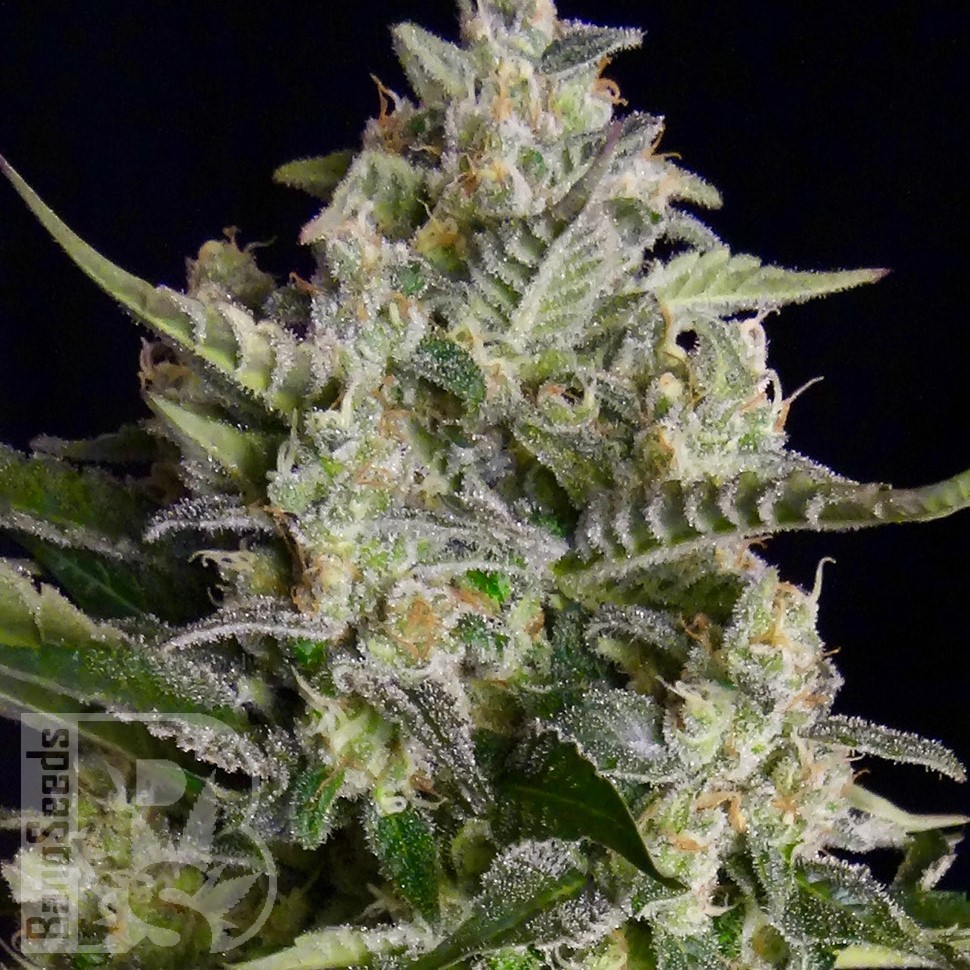 Семена каннабиса  Auto Vertigo feminised Ganja Seeds