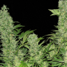 Семена каннабиса  Auto Vertigo feminised Ganja Seeds Семена каннабиса  Auto Vertigo feminised Ganja Seeds