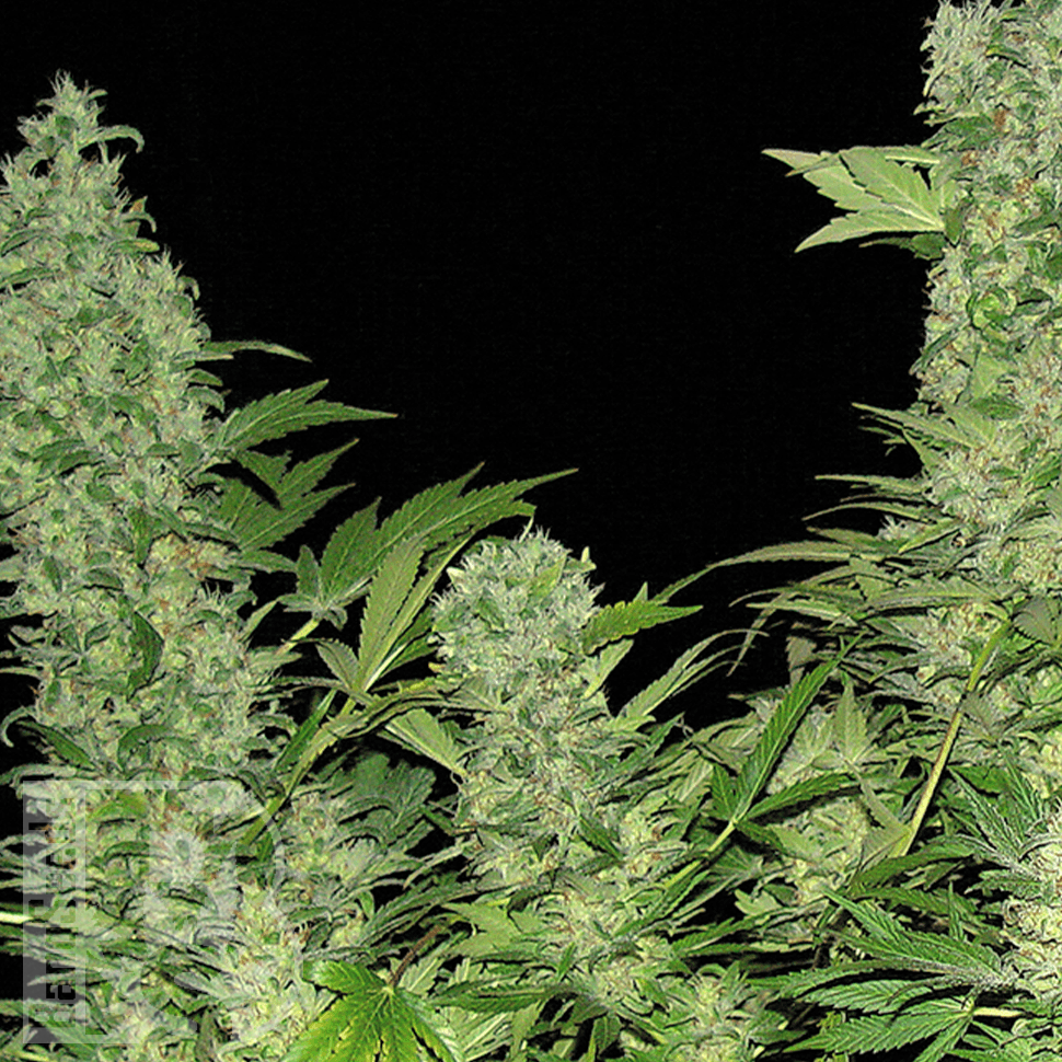 Семена каннабиса  Auto Vertigo feminised Ganja Seeds Семена каннабиса  Auto Vertigo feminised Ganja Seeds