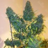 Семена каннабиса  Auto Vertigo feminised Ganja Seeds Семена каннабиса  Auto Vertigo feminised Ganja Seeds