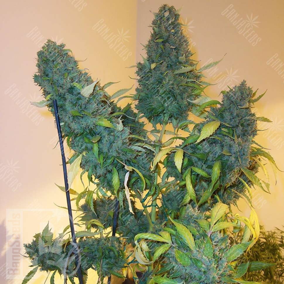 Семена каннабиса  Auto Vertigo feminised Ganja Seeds Семена каннабиса  Auto Vertigo feminised Ganja Seeds