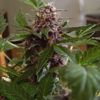 Purple Sunset feminised Ganja Seeds