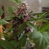 Семена марихуаны  Purple Sunset feminised Ganja Seeds Семена марихуаны  Purple Sunset feminised Ganja Seeds