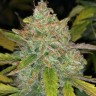 Семена марихуаны  Purple Sunset feminised Ganja Seeds Семена марихуаны  Purple Sunset feminised Ganja Seeds
