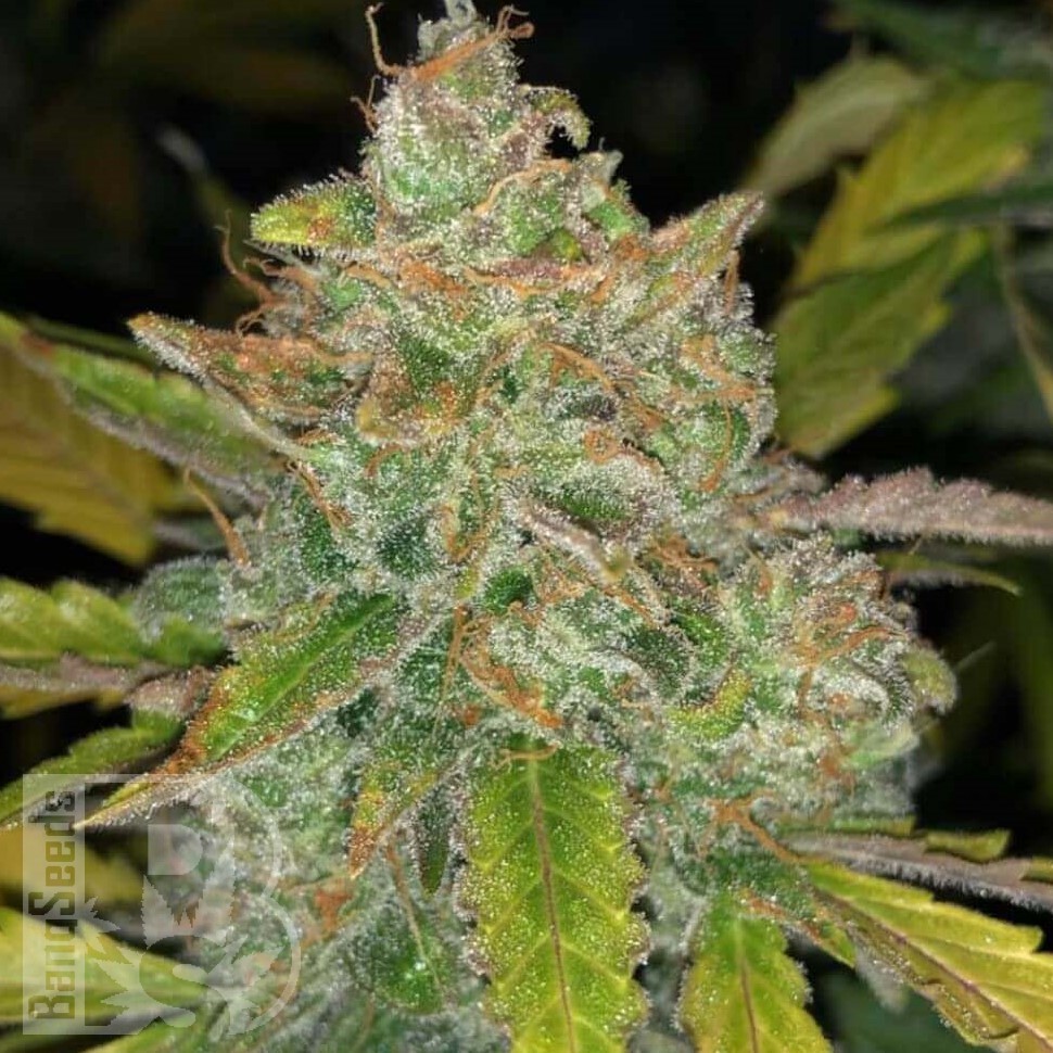 Семена марихуаны  Purple Sunset feminised Ganja Seeds Семена марихуаны  Purple Sunset feminised Ganja Seeds
