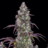 Семена марихуаны  Purple Sunset feminised Ganja Seeds Семена марихуаны  Purple Sunset feminised Ganja Seeds