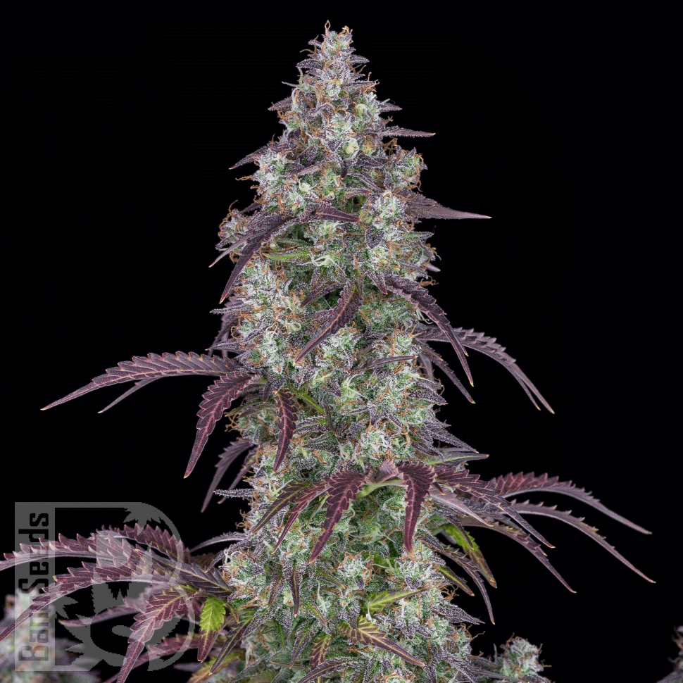 Семена марихуаны  Purple Sunset feminised Ganja Seeds Семена марихуаны  Purple Sunset feminised Ganja Seeds