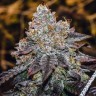 Семена марихуаны  Purple Sunset feminised Ganja Seeds Семена марихуаны  Purple Sunset feminised Ganja Seeds