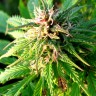 купить семена конопли марихуаны Auto Blueberry x Blue Mystic feminised купить семена конопли марихуаны Auto Blueberry x Blue Mystic feminised