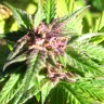купить семена конопли в Украине Auto Blueberry x Blue Mystic feminised купить семена конопли в Украине Auto Blueberry x Blue Mystic feminised