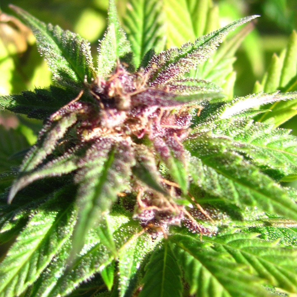 купить семена конопли в Украине Auto Blueberry x Blue Mystic feminised купить семена конопли в Украине Auto Blueberry x Blue Mystic feminised
