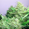 купить семена конопли в оригинальных упаковках Auto Blueberry x Blue Mystic feminised купить семена конопли в оригинальных упаковках Auto Blueberry x Blue Mystic feminised