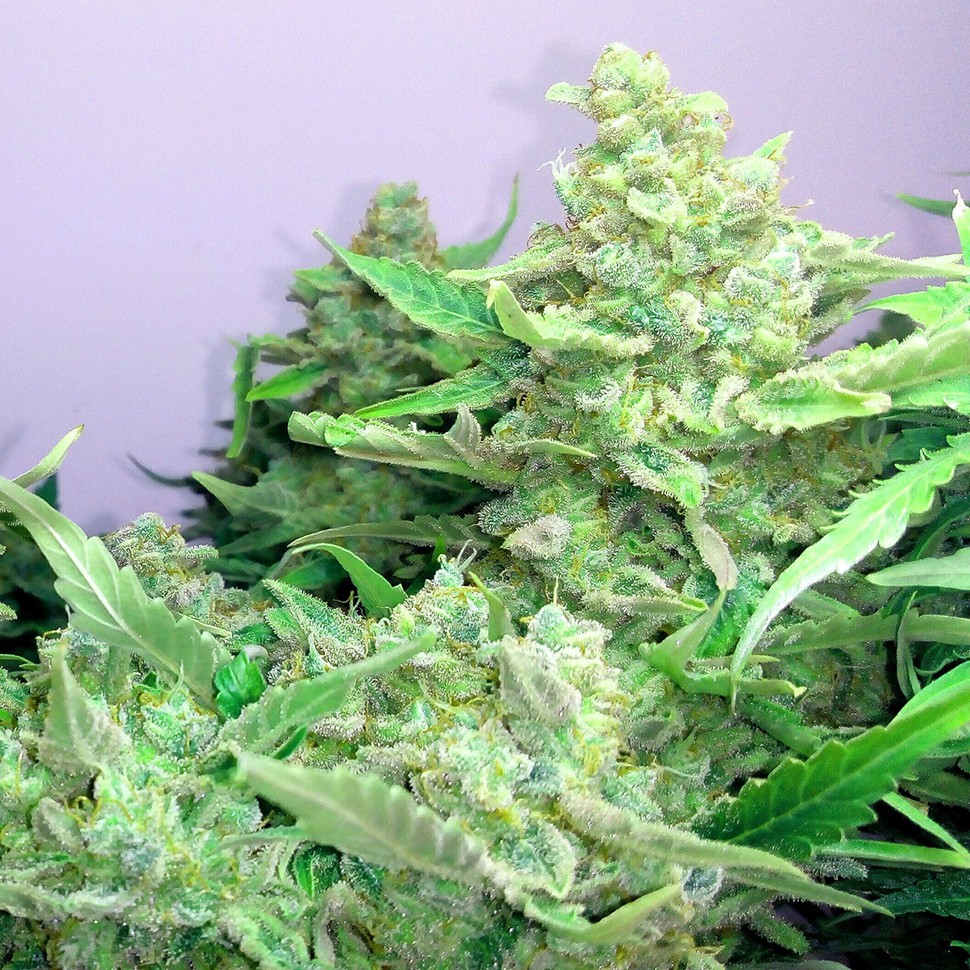 купить семена конопли в оригинальных упаковках Auto Blueberry x Blue Mystic feminised купить семена конопли в оригинальных упаковках Auto Blueberry x Blue Mystic feminised