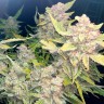 купить семена конопли в фирменной упаковке Auto Blueberry x Blue Mystic feminised купить семена конопли в фирменной упаковке Auto Blueberry x Blue Mystic feminised
