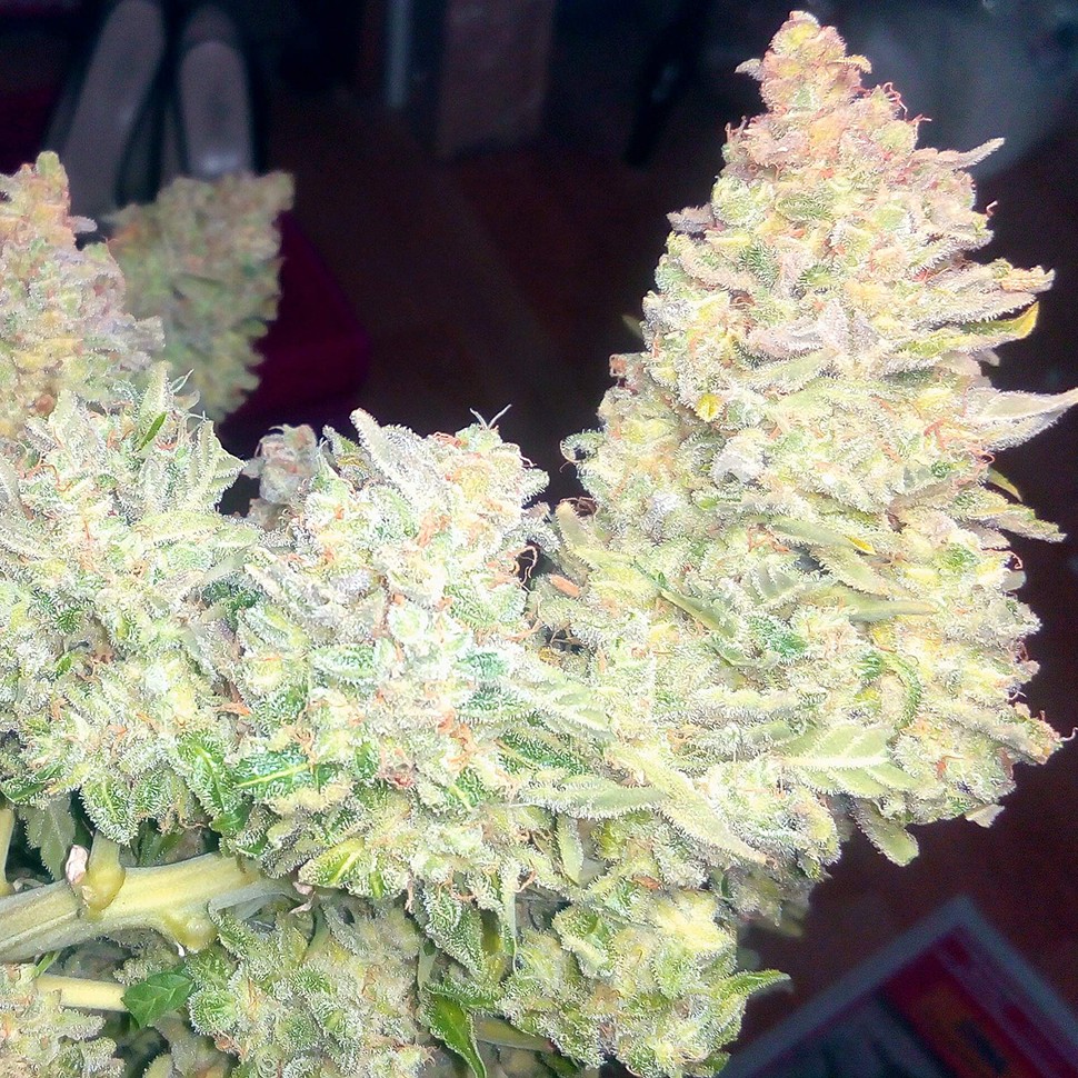 купить семена конопли автоцвет Auto Blueberry x Blue Mystic feminised купить семена конопли автоцвет Auto Blueberry x Blue Mystic feminised